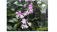 /album/fotogaleria/ajo-jpg2/