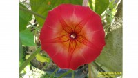 /album/fotogaleria/hawai-jpg1/