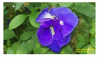 /album/fotogaleria/indigo-jpg1/