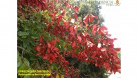 /album/fotogaleria/navidad-jpg1/