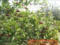 /album/frutales/diapositiva2-jpg/