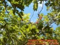 /album/frutales/diapositiva3-jpg/