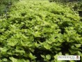 /album/plantas-de-cobertura/c2-jpg/