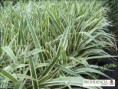 /album/plantas-de-cobertura/c5-jpg/