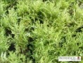 /album/plantas-de-cobertura/c7-jpg/