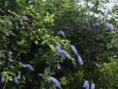 /album/plantas-de-sol/diapositiva4-jpg/