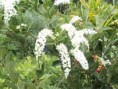 /album/plantas-de-sol/diapositiva6-jpg/