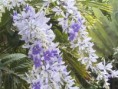 /album/plantas-de-sol/diapositiva7-jpg1/