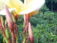 /album/plantas-de-sol/diapositiva8-jpg1/
