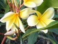 /album/plantas-de-sol/diapositiva9-jpg1/