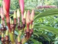 /album/plantas-de-sol/diapositiva10-jpg1/