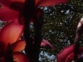 /album/plantas-de-sol/diapositiva11-jpg1/
