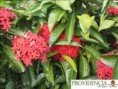 /album/plantas-de-sol-ixora/diapositiva2-jpg2/