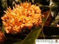 /album/plantas-de-sol-ixora/diapositiva3-jpg2/