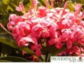 /album/plantas-de-sol-ixora/diapositiva4-jpg1/