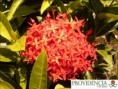/album/plantas-de-sol-ixora/diapositiva5-jpg1/