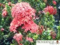 /album/plantas-de-sol-ixora/diapositiva6-jpg1/