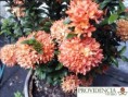 /album/plantas-de-sol-ixora/diapositiva7-jpg2/