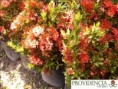 /album/plantas-de-sol-ixora/diapositiva9-jpg2/
