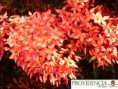 /album/plantas-de-sol-ixora/diapositiva10-jpg2/