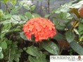 /album/plantas-de-sol-ixora/diapositiva11-jpg2/
