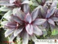 /album/plantas-de-sol-cordelyne/diapositiva2-jpg3/