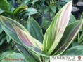 /album/plantas-de-sol-cordelyne/diapositiva3-jpg3/