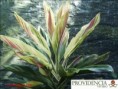 /album/plantas-de-sol-cordelyne/diapositiva4-jpg2/