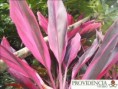 /album/plantas-de-sol-cordelyne/diapositiva5-jpg2/