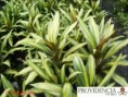 /album/plantas-de-sol-cordelyne/diapositiva6-jpg2/