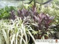 /album/plantas-de-sol-cordelyne/diapositiva7-jpg3/