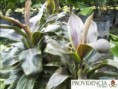 /album/plantas-de-sol-cordelyne/diapositiva8-jpg3/