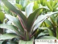 /album/plantas-de-sol-cordelyne/diapositiva9-jpg3/