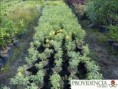/album/plantas-de-sol-allamanda/diapositiva2-jpg4/