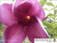 /album/plantas-de-sol-allamanda/diapositiva3-jpg4/