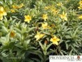 /album/plantas-de-sol-allamanda/diapositiva4-jpg3/