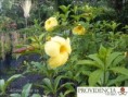 /album/plantas-de-sol-allamanda/diapositiva5-jpg3/