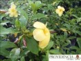 /album/plantas-de-sol-allamanda/diapositiva6-jpg3/