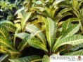 /album/plantas-de-sol-codiaeum/diapositiva2-jpg5/