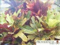 /album/plantas-de-sol-codiaeum/diapositiva3-jpg5/
