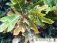 /album/plantas-de-sol-codiaeum/diapositiva4-jpg4/