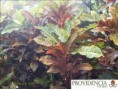 /album/plantas-de-sol-codiaeum/diapositiva5-jpg4/