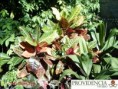 /album/plantas-de-sol-codiaeum/diapositiva6-jpg4/