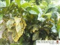 /album/plantas-de-sol-codiaeum/diapositiva7-jpg4/
