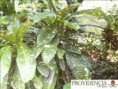 /album/plantas-de-sol-codiaeum/diapositiva8-jpg4/