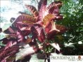 /album/plantas-de-sol-codiaeum/diapositiva9-jpg4/