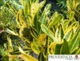 /album/plantas-de-sol-codiaeum/diapositiva10-jpg4/