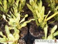 /album/plantas-de-sol-codiaeum/diapositiva11-jpg3/