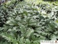 /album/fotogaleria-fotogaleria/diapositiva10-jpg5/