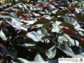 /album/fotogaleria-fotogaleria/diapositiva2-jpg6/